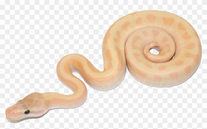Bubble Gum Morphology - Bubblegum Ball Python Morphs Clipart #4782425