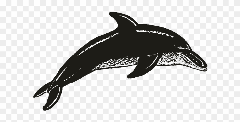 Smock Dolphin Motif - Common Bottlenose Dolphin Clipart