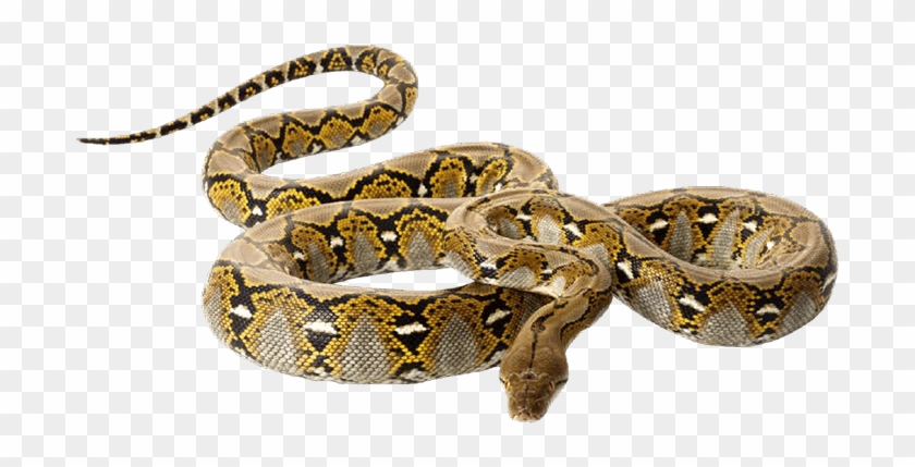 Royal Pythons Are Also Called Ball Pythons Because - Reticulated Pythons On White Background Clipart #4783260
