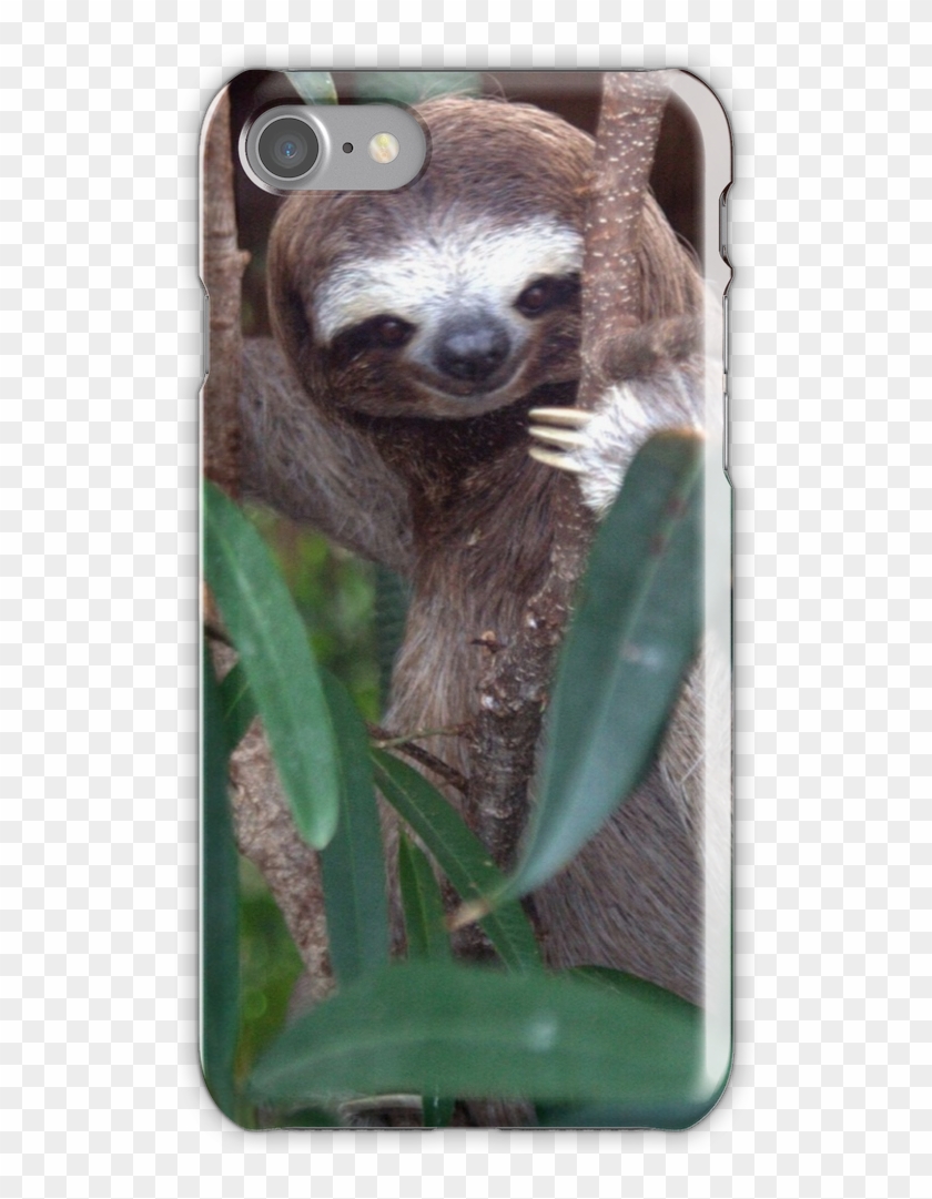 Sloth Iphone 7 Snap Case - High Quality Sloth Clipart #4784426