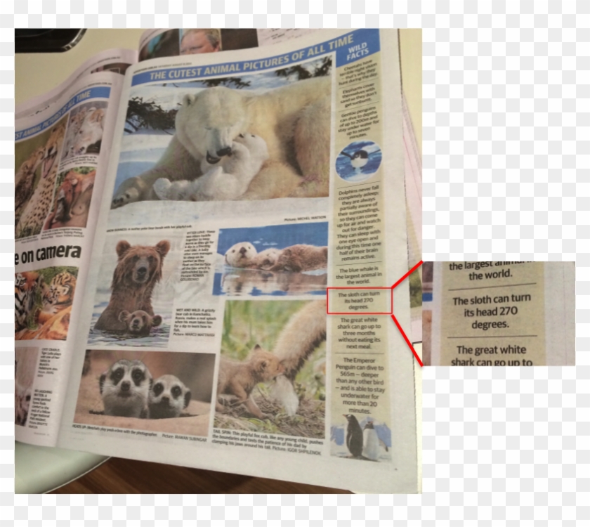 Advertiser1 Advertiser2 - Sumatran Rhinoceros Clipart