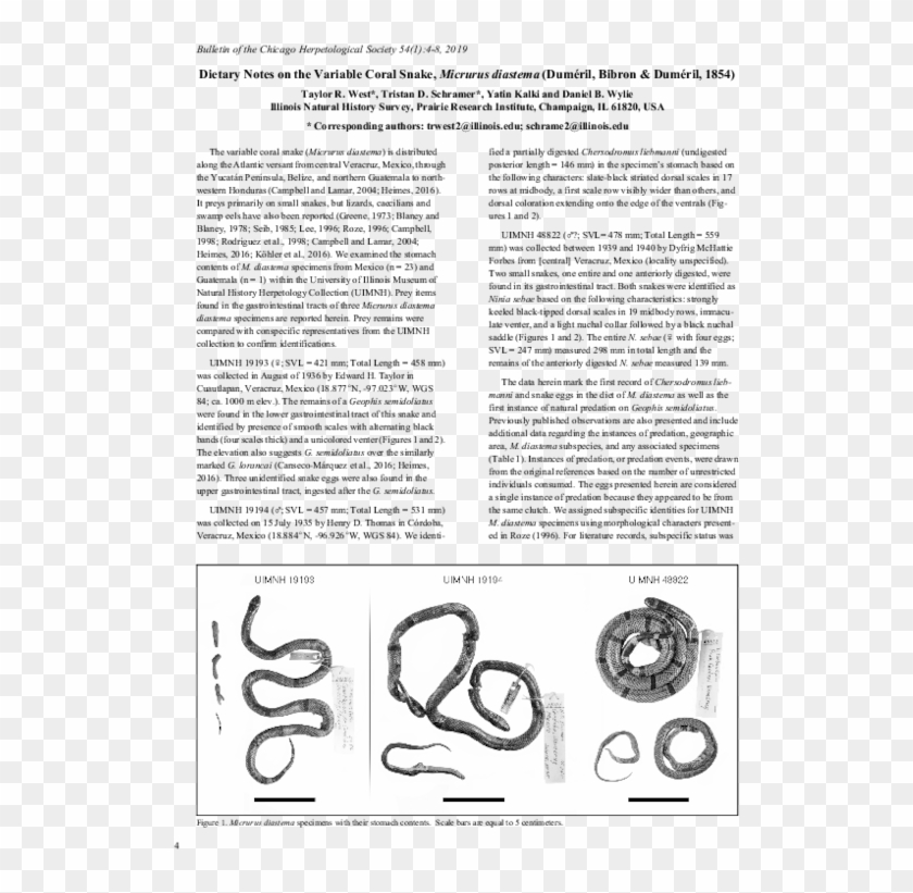 Pdf - “bernard G. (bernie) Silberstein (1905–1999)" Clipart #4785460