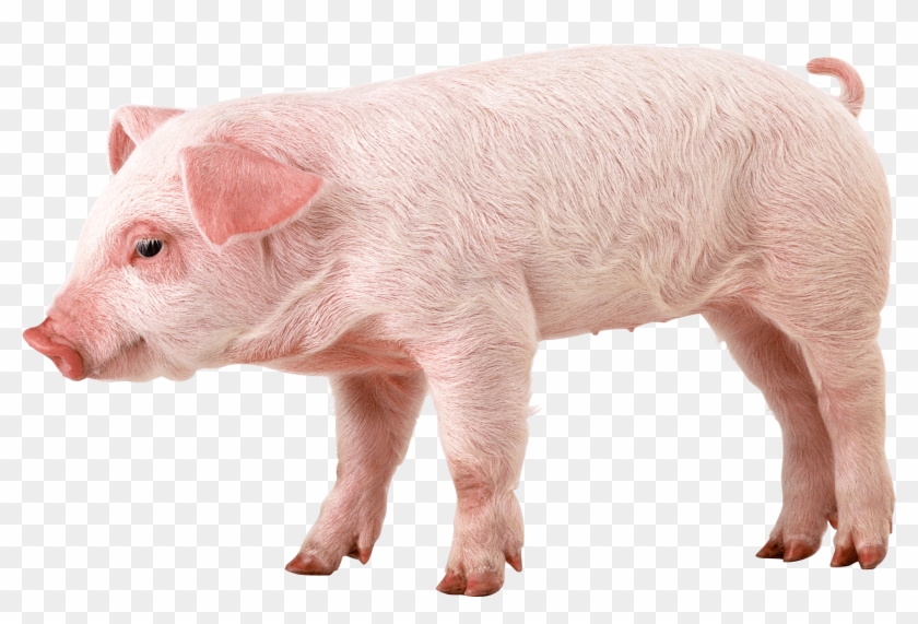Pink Pig - Pig With Down Syndrome Clipart #4786157