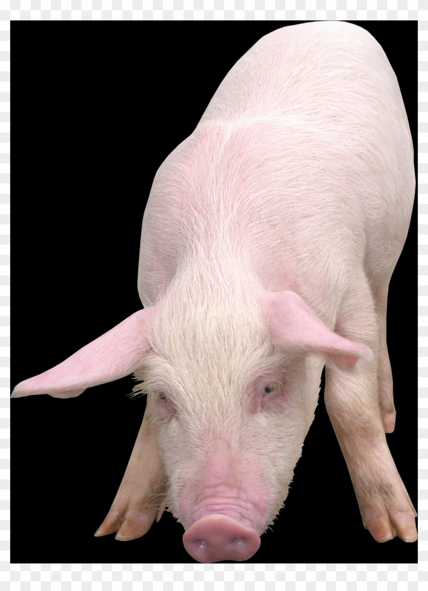 Domestic Pig Clipart #4786445