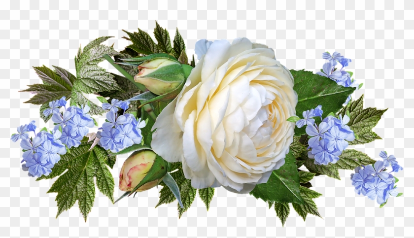 Rose, White, Flower, Plumbago, Garden, Nature - Garden Roses Clipart #4787378