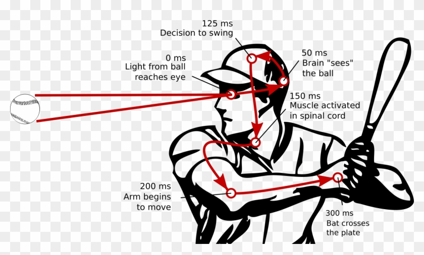 It Takes At Least 300 Ms For A Baseball Hitter To See - Reaction Time Sport Clipart - Png Download #4787665