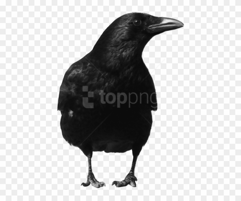 Free Png Download Crow Large Front Png Images Background - Crow Png Clipart #4791959