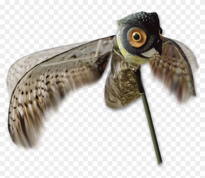 Home / Decoys / Crow Hunting Decoys - Shorebird Clipart