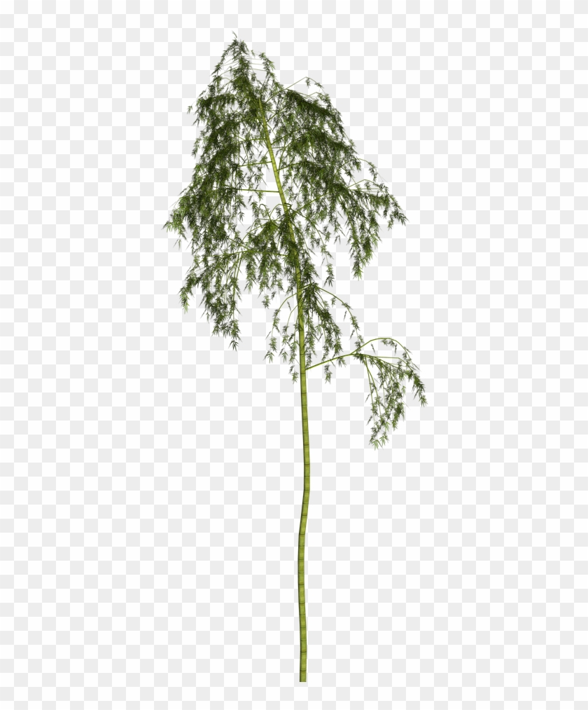 Bamboo Plant Wellness Png Image - Pond Pine Clipart #4792461
