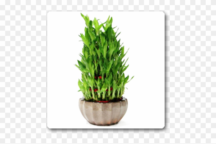 5 Layer Bamboo Plant Clipart #4792622