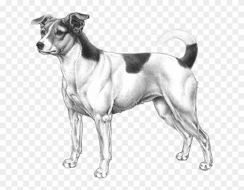 Danish-swedish Farmdog - Danish Swedish Farm Dog Png Clipart #4794131