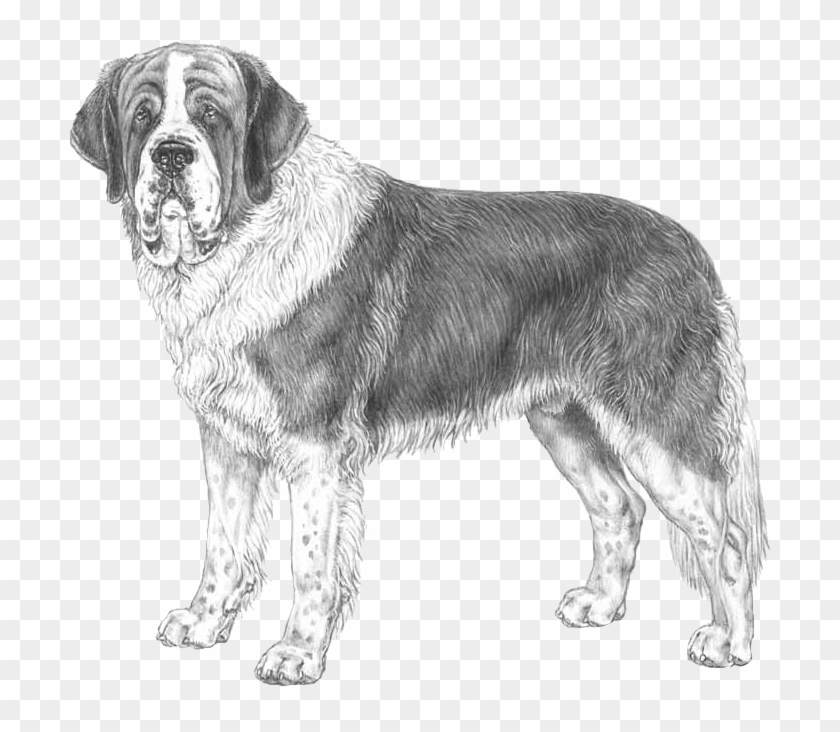 Saint Bernard - Saint Bernard Dog Drawing Clipart