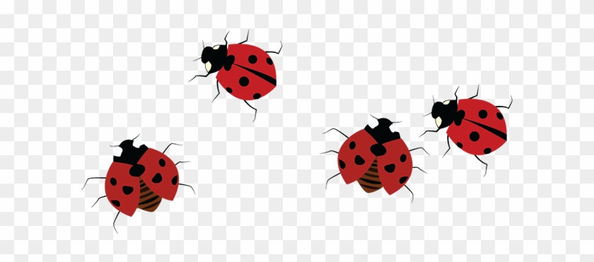 Also, Many People Find Them Disgusting Because Their - Ladybug Clipart