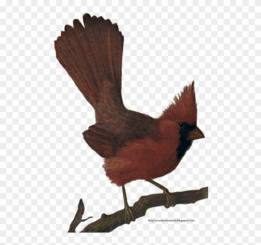 Cardinal Drawing Bird - Perching Bird Clipart #4795494