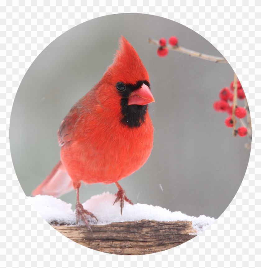 Northern Cardinal Clipart