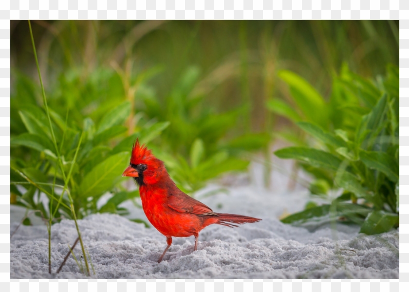 The Shop - Northern Cardinal Clipart #4795790