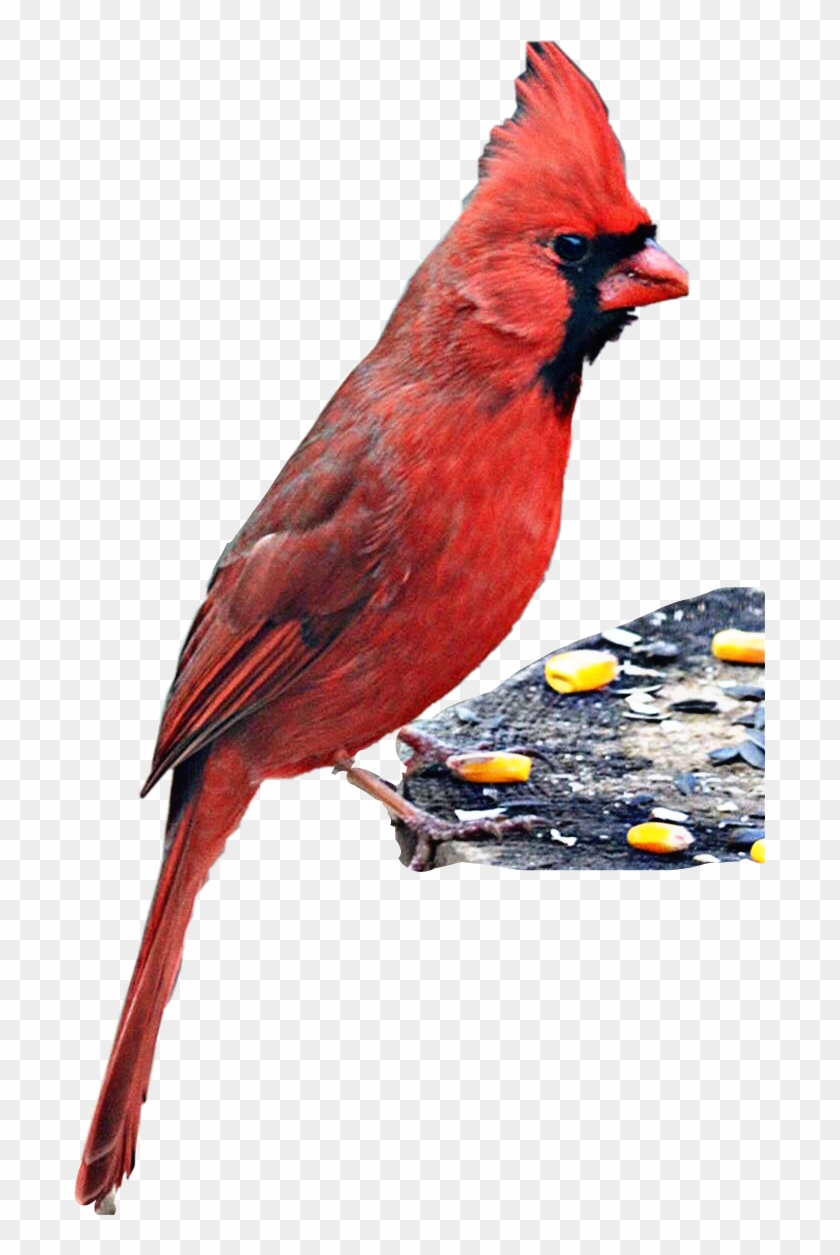 Perched Sticker - Northern Cardinal Clipart
