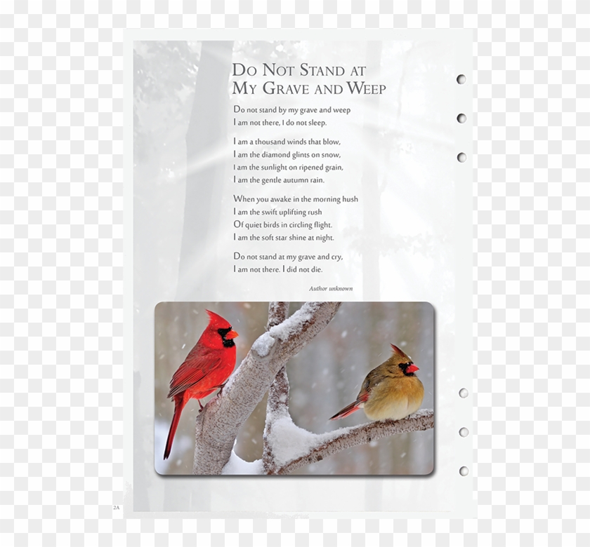 Cardinal - Cardinals In Snow Clipart