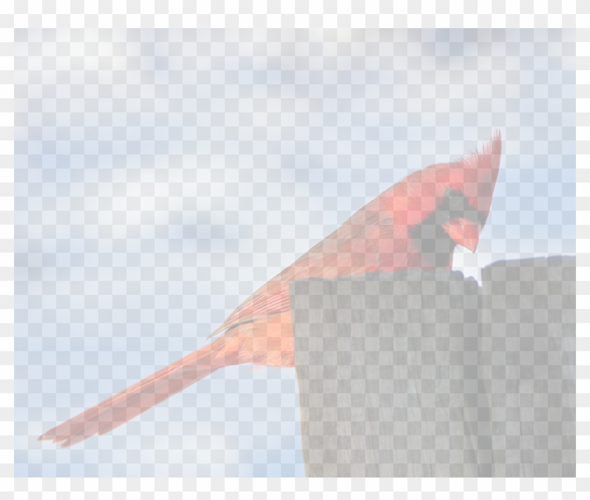 Bird-cardinal - Northern Cardinal Clipart #4796191