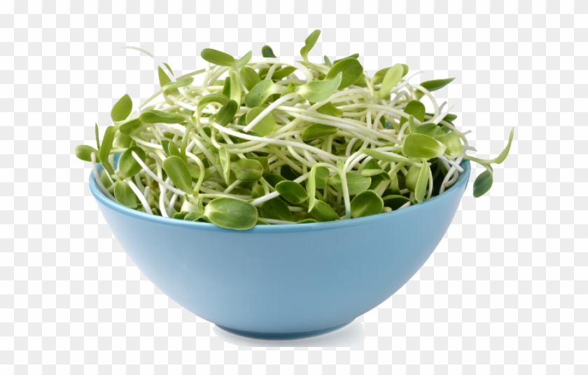 Download Alfalfa Png Image - Sprouting Clipart