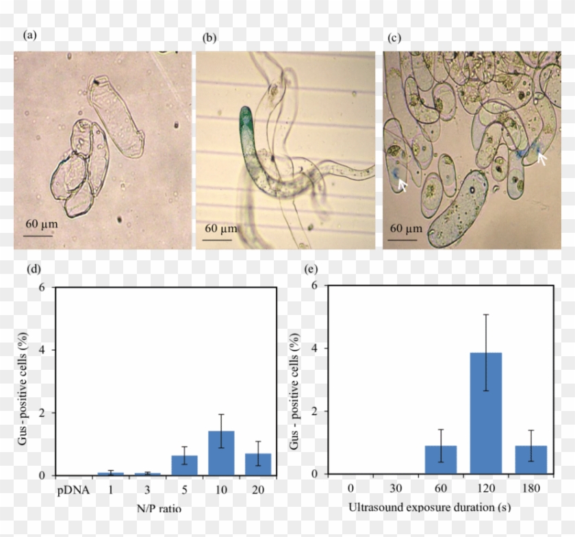 Untreated (control) Alfalfa Cells And (b - Drawing Clipart #4797845