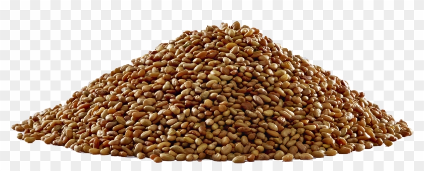 Alfalfa-seed2 - Pulse Clipart