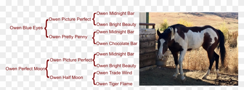 Owen Blue Moon 2012 Apha Bay Overo Stallion - Mare Clipart #4799395