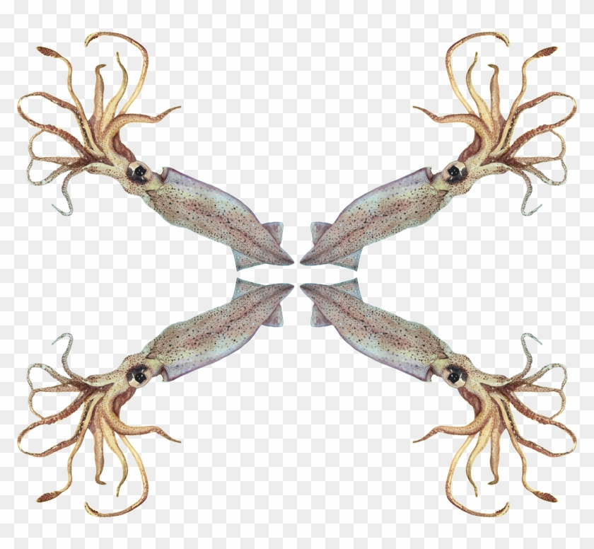 Squid Clipart #4799593