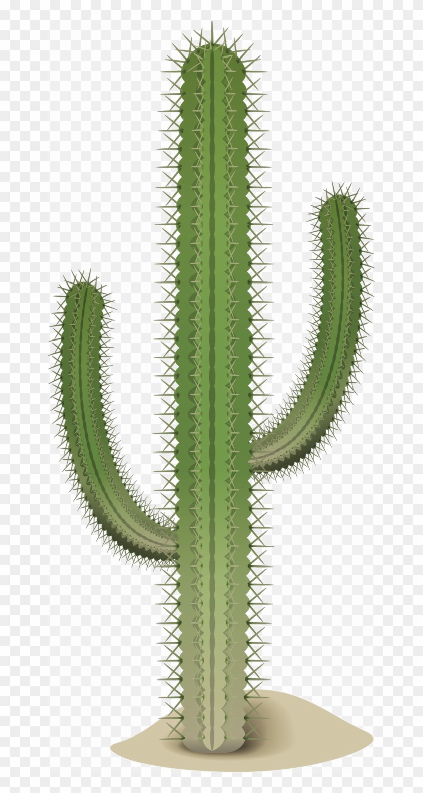 Saguaro Cactus Transparent Image - Acanthocereus Tetragonus Clipart #4799669