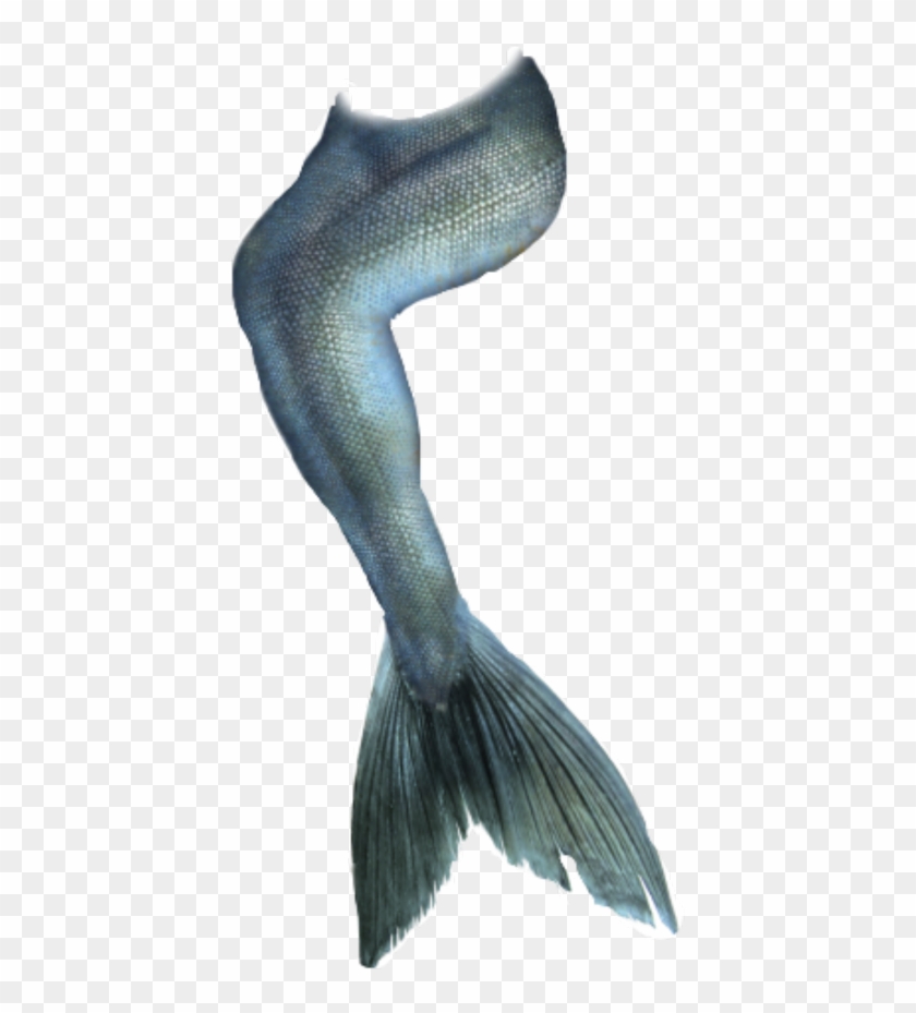 Transparent Mermaid Tail Png Clipart #480068