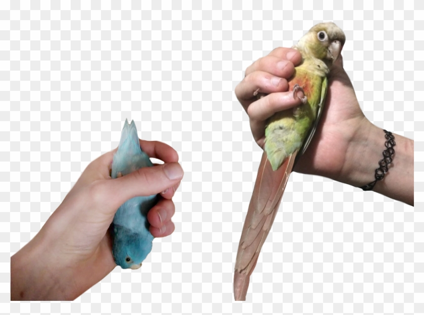 Shiv & Shank Squawkington - Budgie Clipart #480411