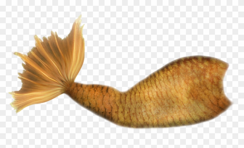 Calda De Sereia Png Clipart #481063