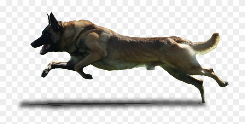 Running Dogs Png Clipart #482492