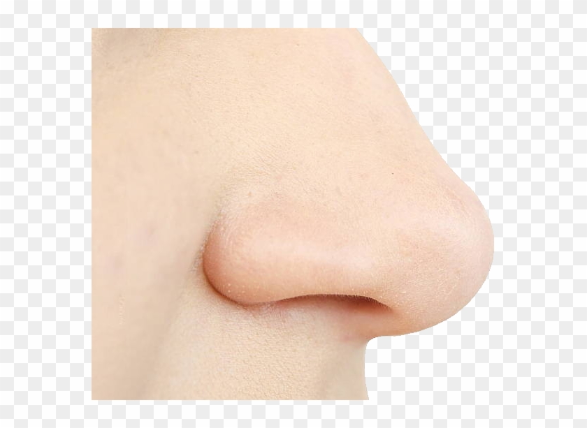 Nose Clipart Human - Png Download