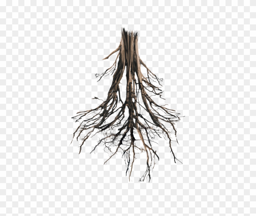 Roots Png - Tree Roots Png Hd Clipart
