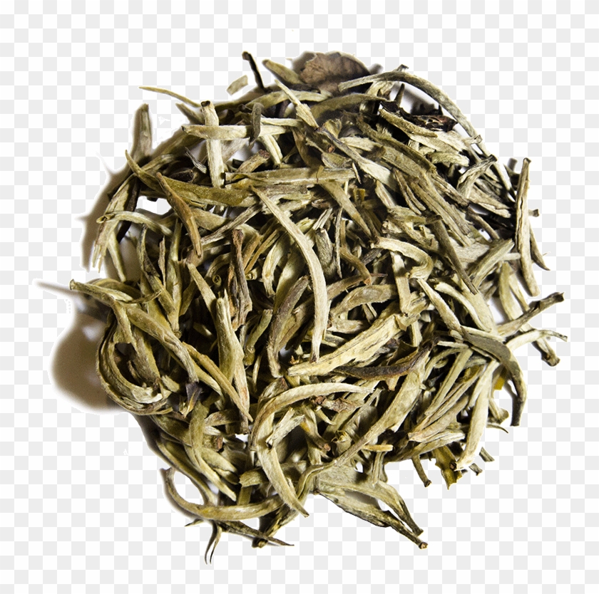 White Bud Yin Zhen - Shoumei Tea Png Clipart #483219