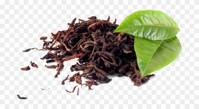 Tannins In Tea Leaves Clipart #483286