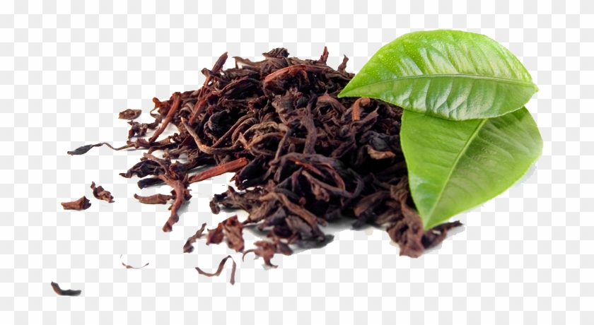 Tannins In Tea Leaves Clipart