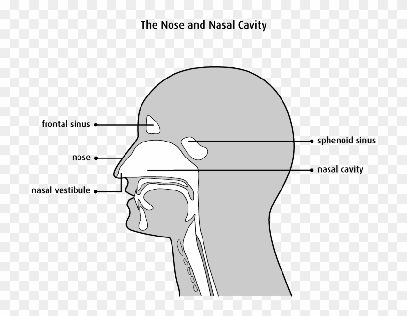 Structure Of The Nasal Cavity - Nose And Nasal Cavity Diagram Clipart #483836