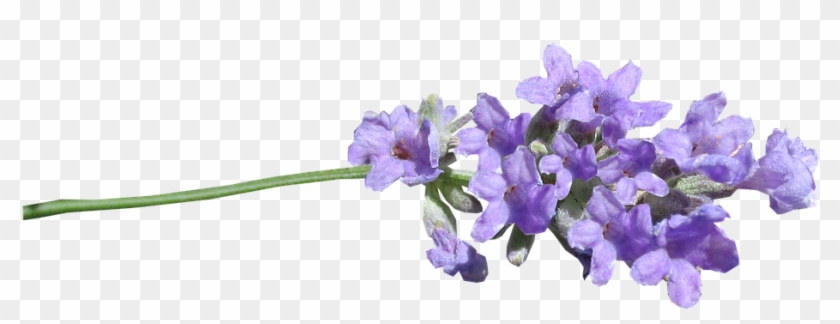 Lavender Png - Lavender Png Transparent Clipart #484093