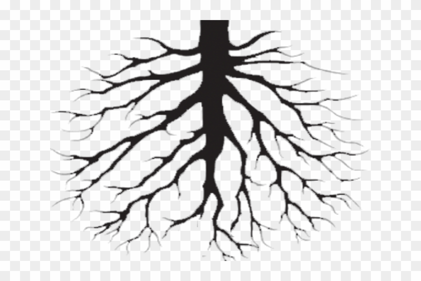 Transparent Background Root Clipart - Png Download