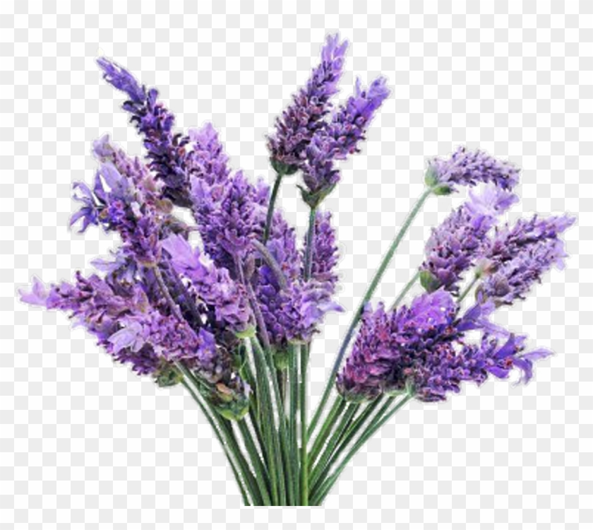 Png Image - Lavender Plant Clipart #484151