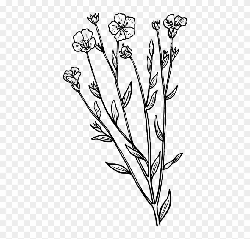 English Lavender Drawing Botany Plant French Lavender - Lavender Drawing Black And White Png Clipart #484307