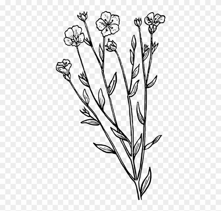 English Lavender Drawing Botany Plant French Lavender - Lavender Drawing Black And White Png Clipart