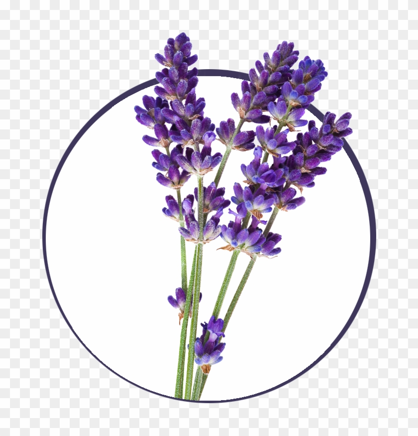 Aromatherapy For Natural Living - Free Lavender Png Clipart #484763