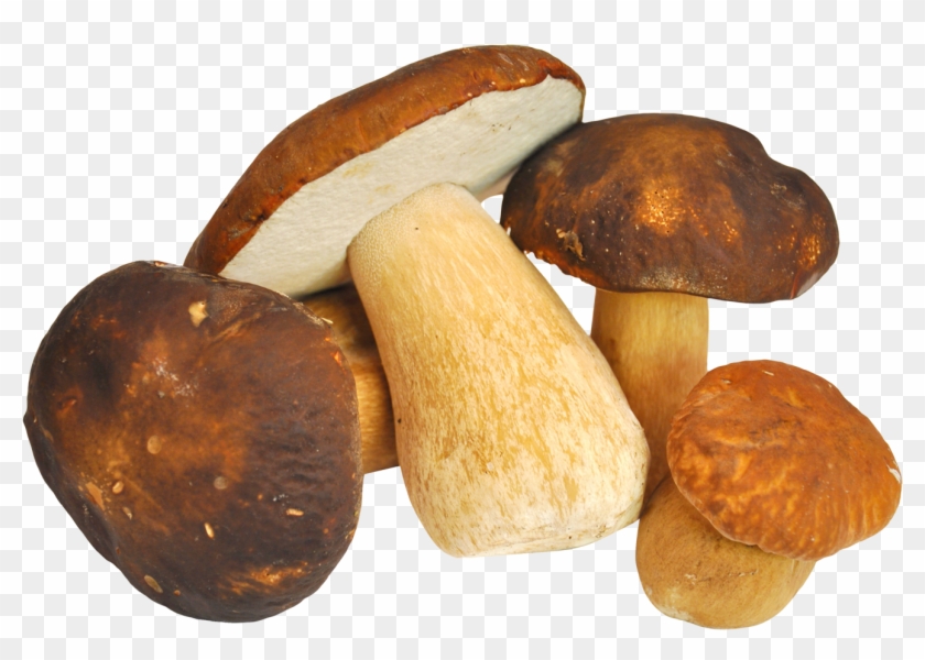 Mushroom Clipart #485059