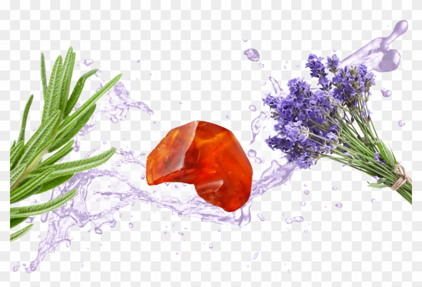 Sweet - English Lavender Clipart