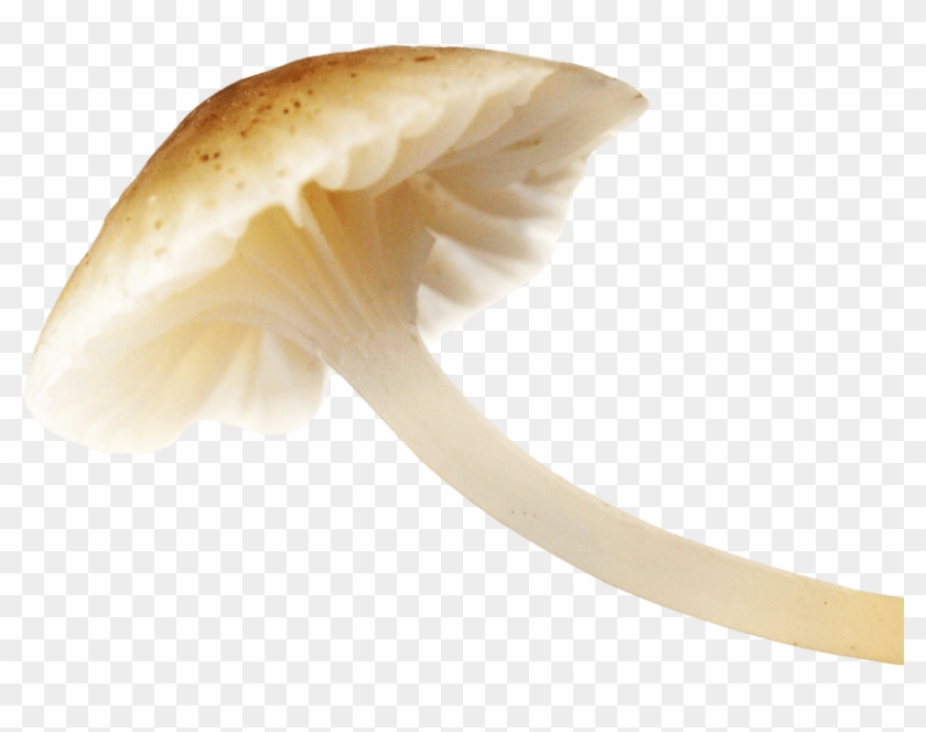 Free Png Download Mushroom Png Images Background Png - Mushroom Png Clipart #485222