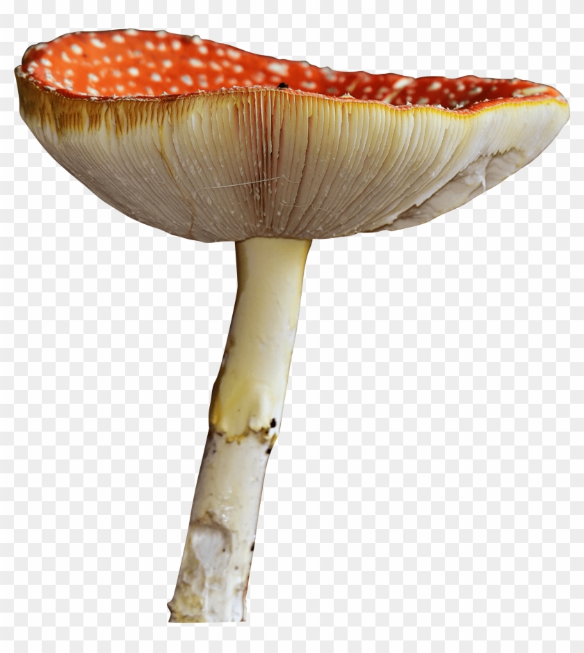 Download - Edible Mushroom Clipart #485435