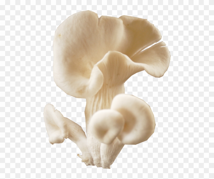 Mushroom Download Transparent Png Image - Oyster Mushroom Png Clipart #485494